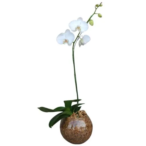 ORQUIDEA PHALEANOPSIS PECERA iv